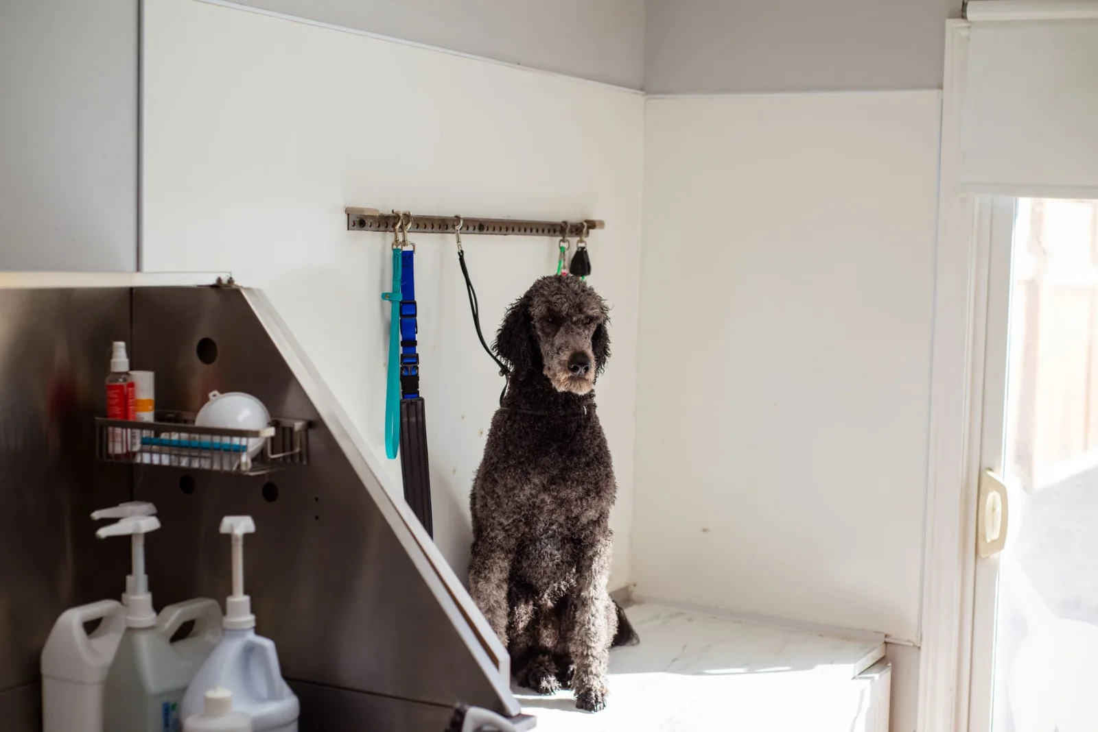 Animal Center